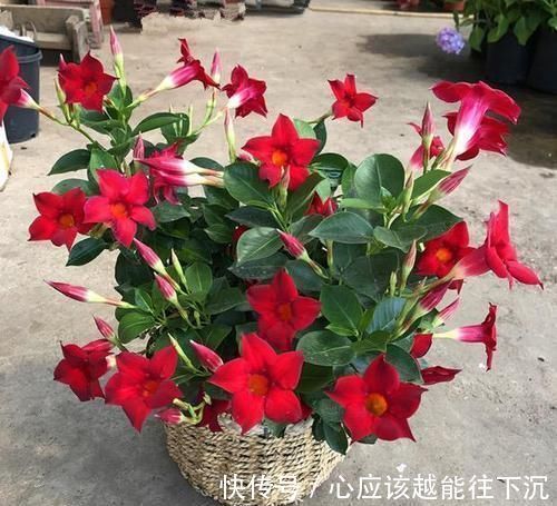 爆盆|最爱爆盆的花卉,花比叶多,天气越热开花越多,做盆景更美