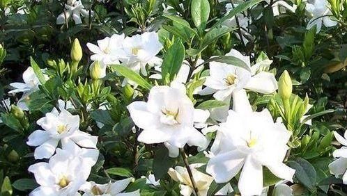 养花就养个花期长的，花大色艳，开花美长势旺，黄绿交辉