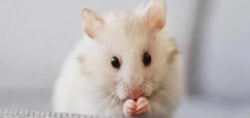 肿瘤|好心情可以“杀死”癌细胞?找到证据了