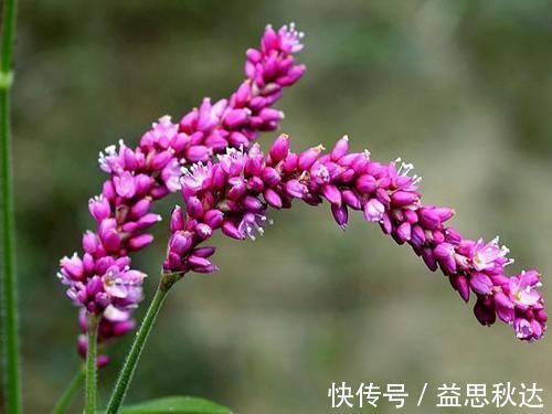 辣寥草|能捕鱼的野草,比蚯蚓还好用,花瓣还能泡酒喝,功能很齐全