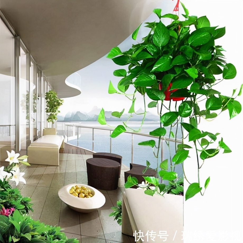 厕所再小,也要养盆吸味花,清除臭味、异味效果好