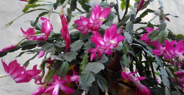 秋冬土里掺点它,君子兰,蟹爪兰,疯狂开花,叶子绿出油