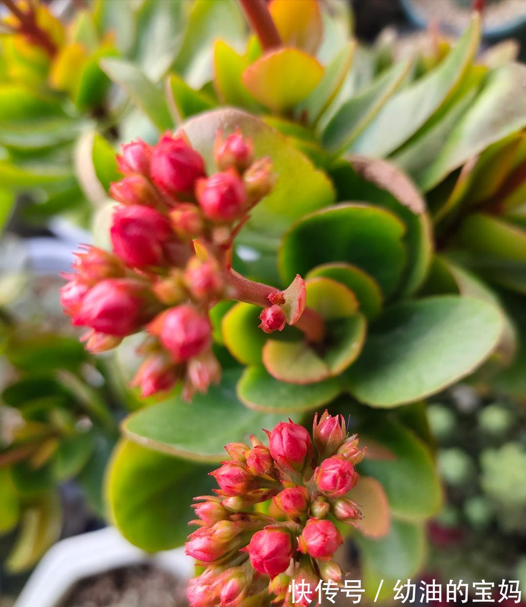 这三种花是“醋坛子”,每周灌一次“酸”水,冰雪天也能绽放群花