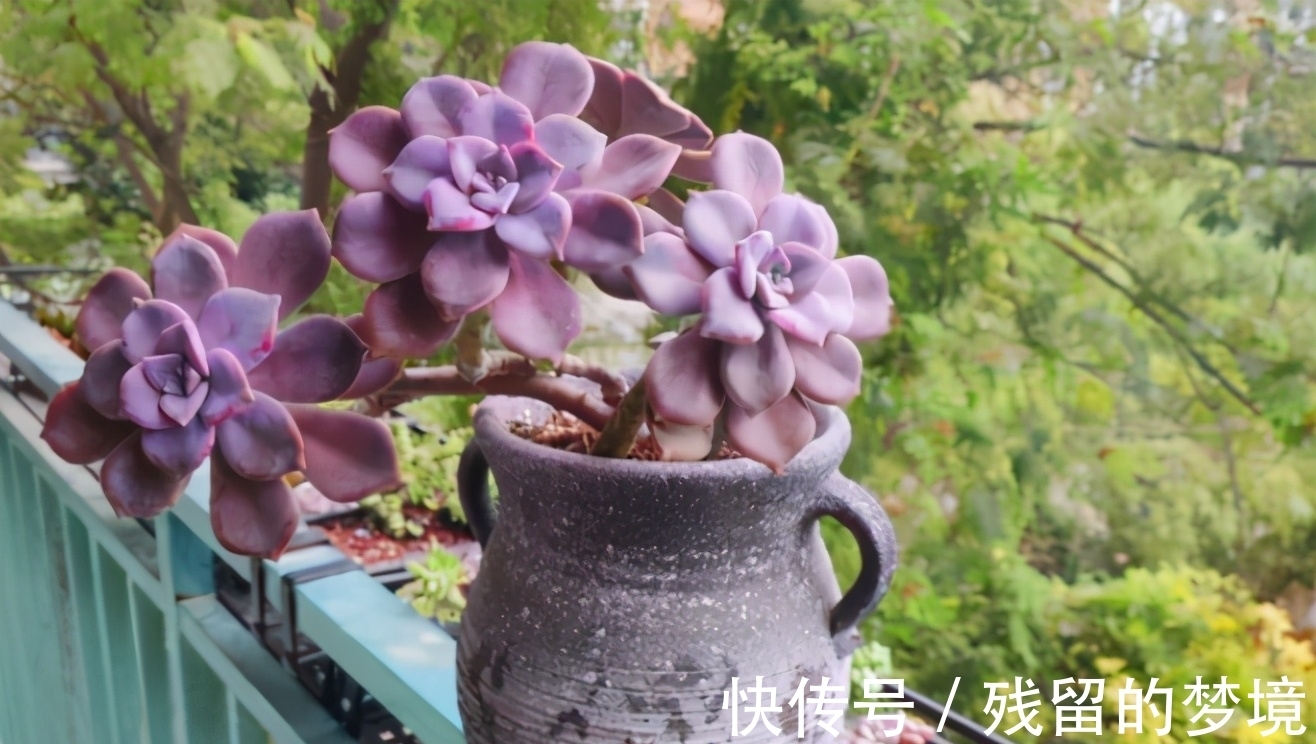 花土|种植多肉，搞不清品种、晒太阳、浇水、通风问题，养再多都白费