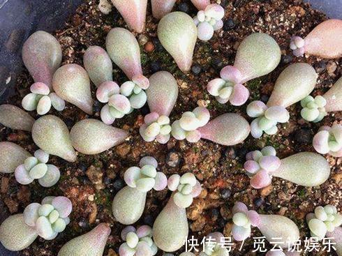 枝条|最近1个月,5种花赶紧“扦插”,生根快、长得旺,错过等明年