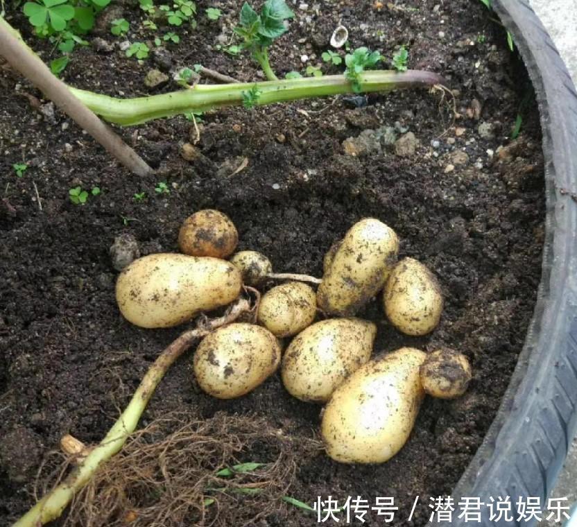 油菜|秋天也能种点小菜，撒把种子，一茬一茬割不完！