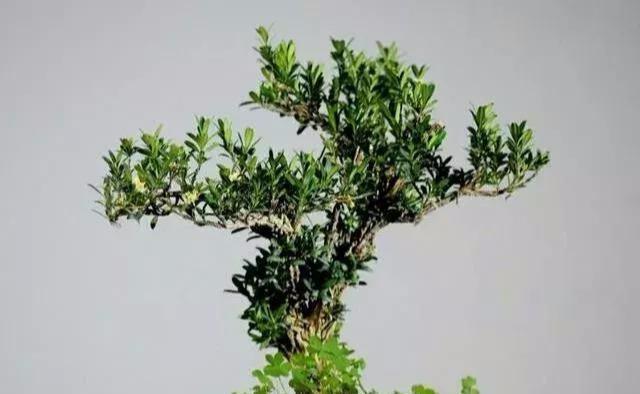 古代文人雅士、达官贵人家中为何都会种植黄杨盆景