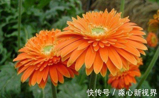灯盏菊|夏季养菊不如养一盆“灯盏菊”，花大艳丽，造型独特，还提高格调