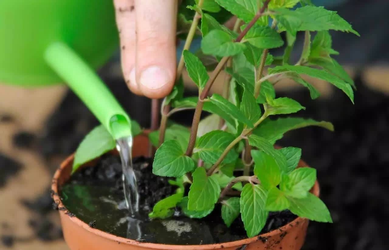 自带“体香”的盆栽,家里养一盆,四处清香,好吃又好养