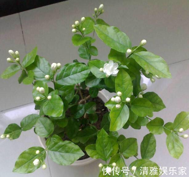 淘米|茉莉花最爱3种“肥料”,家中就有,浇一点,花大芳香、开爆盆!