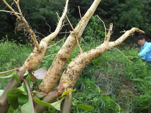中年|根似人参,民间常当人参用,殊不知全株都有毒,见到请及时除掉