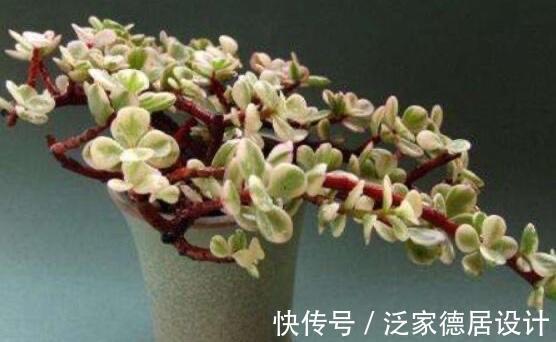 养护|夏季的雅乐之舞该怎么养,总结了4个常见问题的解决方法,来看看