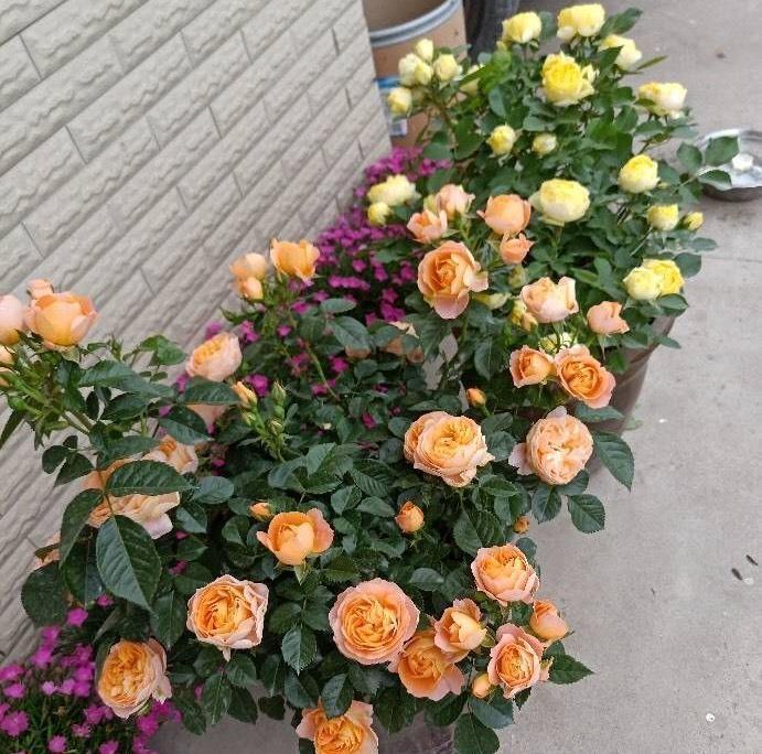 抽出|怎样给盆栽月季施肥？方法有3种，不断抽出新枝，长出花苞