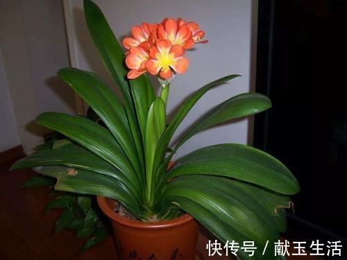 光照|12月养君子兰，就怕做错“5件事”，黄叶、烂根多，而且难开花