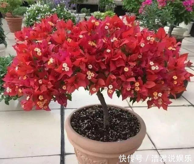 阳台|夏天养花就要养它们,放在阳台狠狠晒,天天开成小花园!