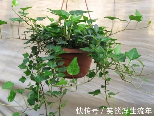 常春藤|远离二手烟烦恼，就养它们，让家里空气清新！
