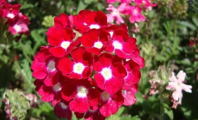 扦插|夏天有2种花,又热又晒也开花,扦插即活,皮实好养