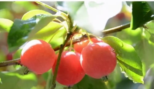 女性可以坚持吃三种食物，降压减脂，美容瘦身，越吃越年轻！