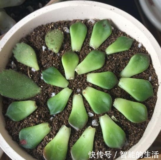 蒂亚徒了,都可以召唤“神龙”,手一痒,全都拔了!