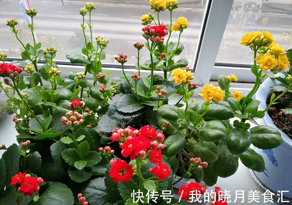 天竺葵|天冷就养“6种花”，越冷越爱开花，吉祥“喜庆”又高档