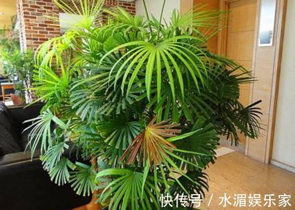 富贵|阳台放上几种东西，让你家财运亨通，一生富贵旺到爆！