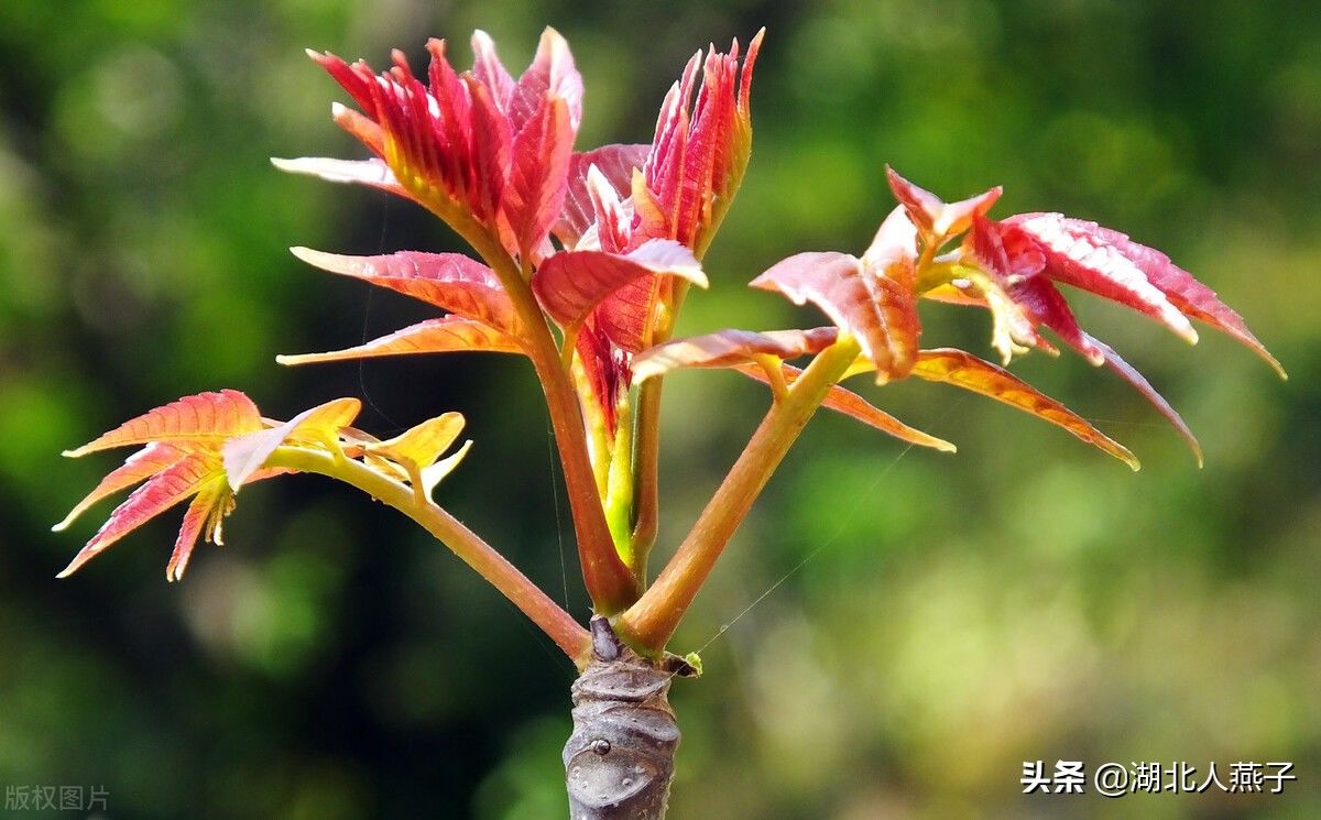 野菜|49种野菜大图片，带你见识不同的野菜和吃法，你想要的野菜这里有