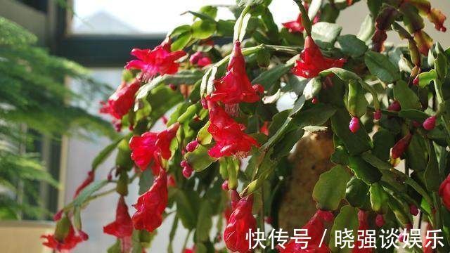 芦荟|这3种花好看又好养，10天半月不浇水，也照样开花爆盆