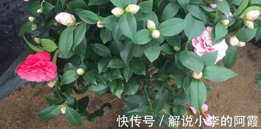 花友们|现在入手茶花，该怎么打理盆栽，让植株春节前后花开正盛？