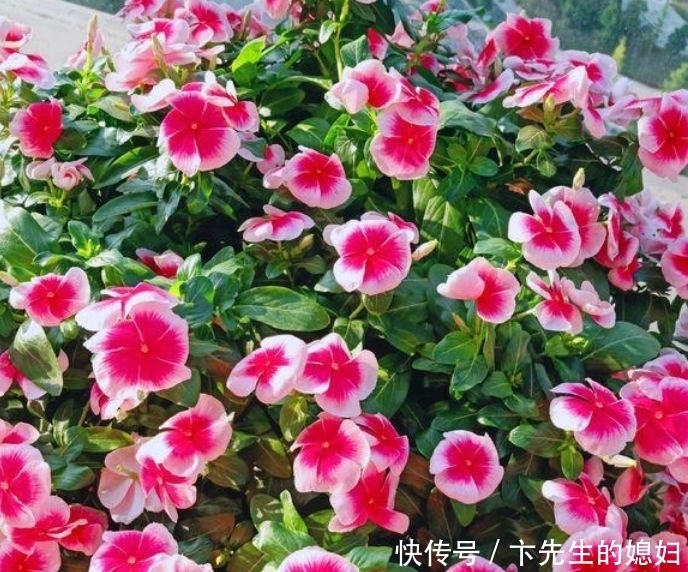 家里要养4种花,开花吉祥又喜庆,比牡丹还美,年年开花美翻
