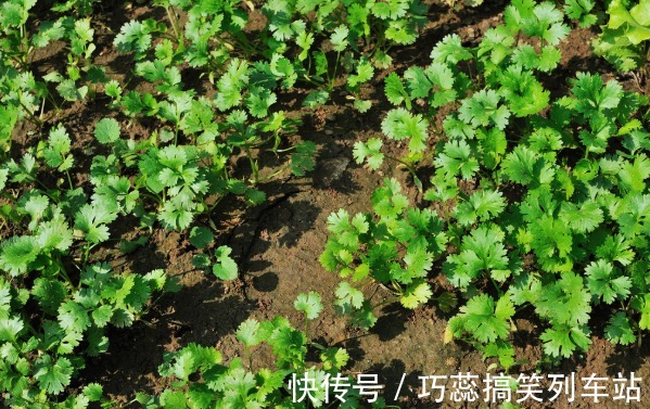 种植香菜出芽慢,出芽率低?多加一个步骤,香菜发芽快出苗齐