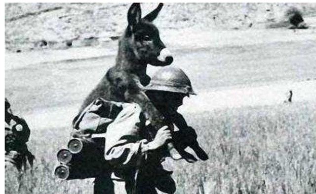 做生意|日本最精明的师团,边打仗边做生意,投降时只减员十几人