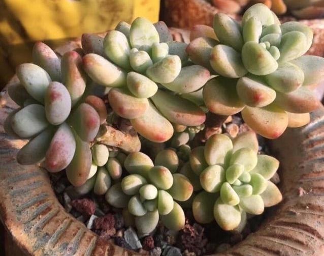 多肉植物浇水、淋雨过多该怎么处理做好几步，多肉不会黑腐