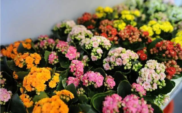 11月，长寿花容易“饿”，10天喂1勺“粉末”，开花大半年！