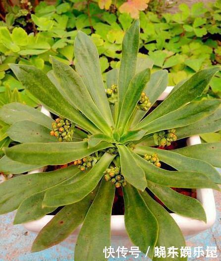 这一种花,四季开花持续不断,放一盆家里还驱蚊,漂亮又好养!