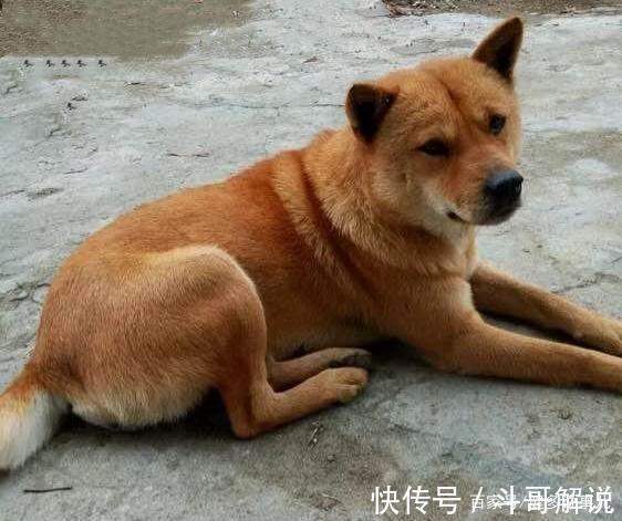 黑影&古代奇案美丽小姑子惨死家中,著名诗人审狗断奇案!