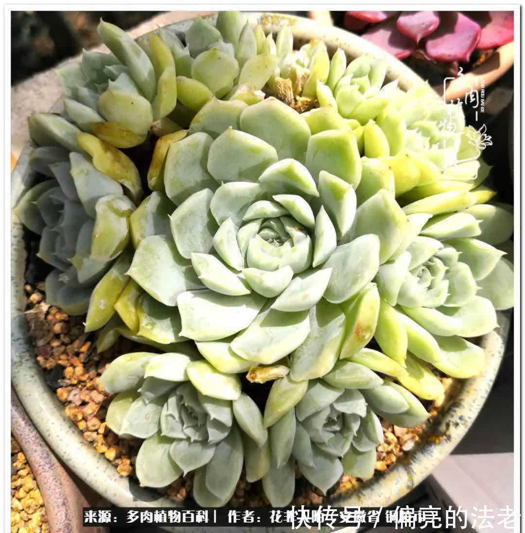 感恩遇见,感谢有你——多肉