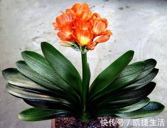 养君子兰，这“3个位置”，千万不能放，一放开花就难了，要注意