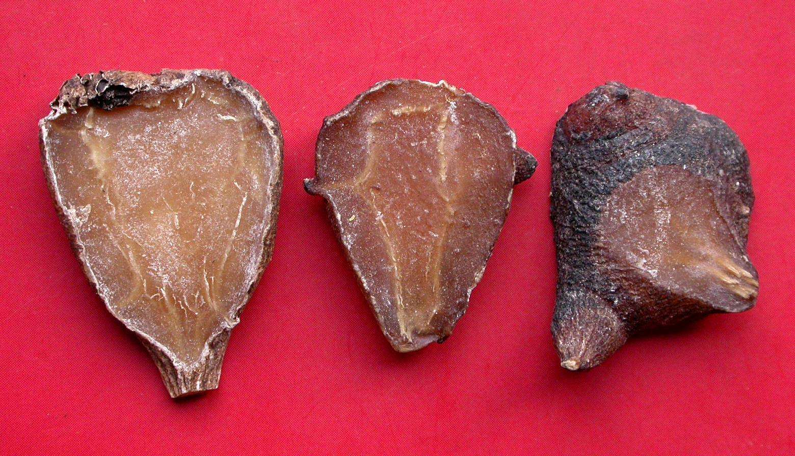 乌头|这味中药被誉为“扶阳第一药”,虽然毒性大,但作用却很神奇