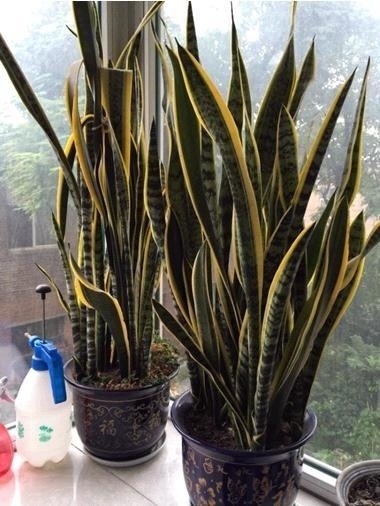 这五种植物要“贱养”,越不管越长得好,30天不浇水新芽乱窜