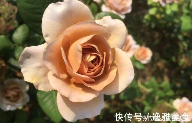 盘点10种古典美复古色系月季,你必须拥有其中一种!