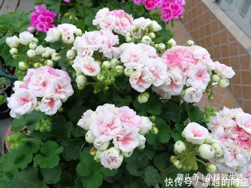 土团|扦插天竺葵,简单3步,1个小窍门,20天呼呼冒白根