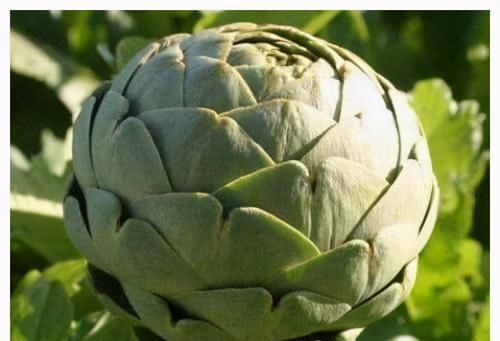 冬天适合常吃3种食物,养胃促消化,润肠通便,甩掉大肚腩!