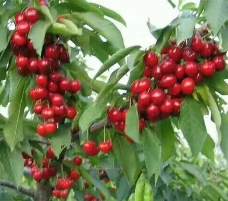 建议家有小院定要种上几样盆栽，沾土就能活，驱蚊又好看