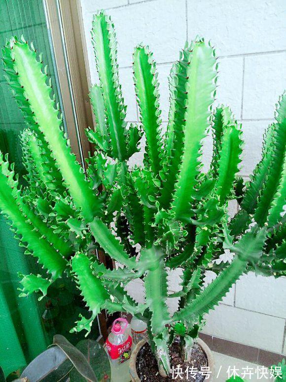 龙骨剪个叉，沾土就生根，长到“比人高”，放在门口最镇宅