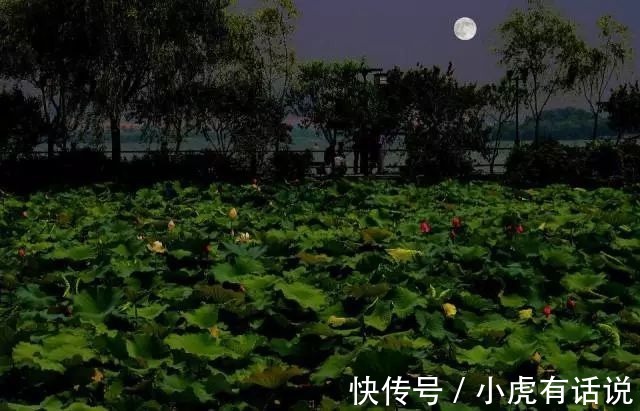 金瓶梅!《荷塘月色》为何要被删除?朱自清的文章有这么差吗?