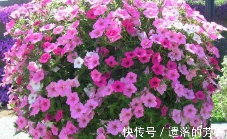 颜值超高的几款花卉,花大服盆快,随便一养成花海,太漂亮了