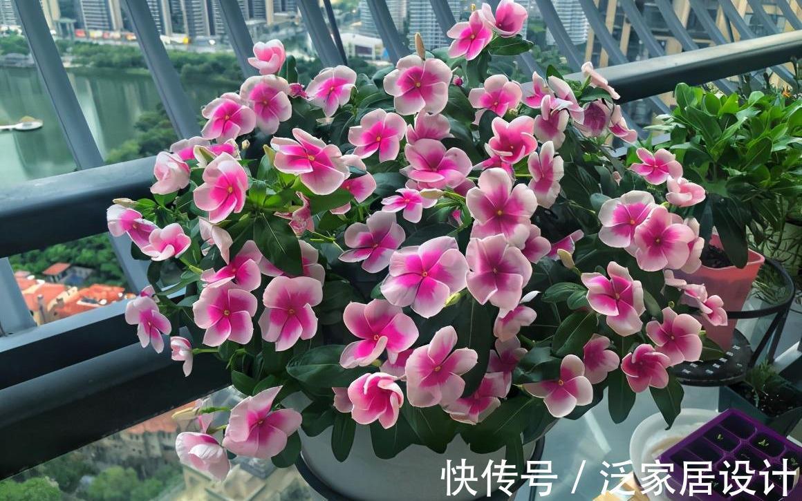 扶桑花|6种“劳模花”，四季花不断，家里养一盆，开花300天