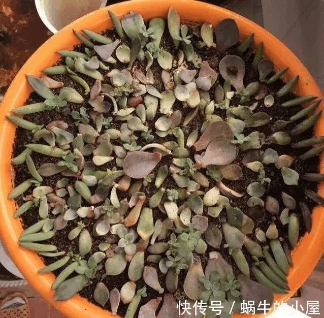 砍完头的多肉不生根咋办，你用1个菜篮子，10天就能猛长根