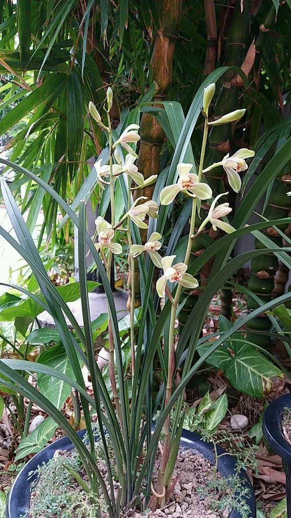 花友|淘米水啤酒水,真不如这种水,养花一绝,浇一盆旺一盆