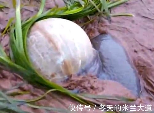 蚌壳|男子水边钓鱼无意发现黑色生物,细看后瞬间欣喜若狂